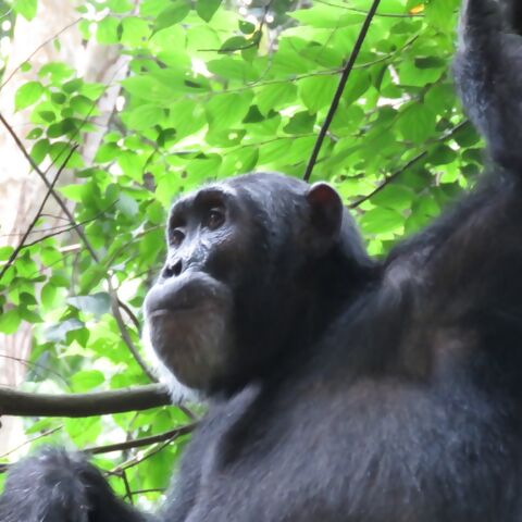 A primate adventure to remote Tanzania