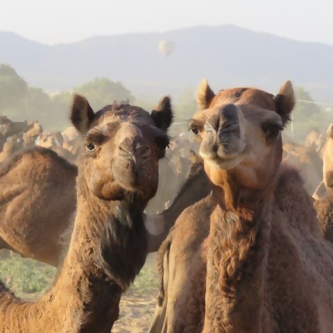 Pushkar Camels